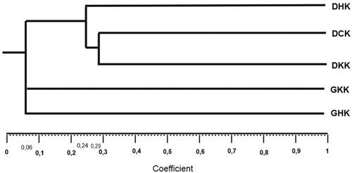 Figure 6. Phylogenetic relationship tree based on morphological character of kopyor coconut. GKK: yellow dwarf kopyor; GHK: green dwarf kopyor; DHK: green tall kopyor; DKK: yellow tall kopyor; DCK: brown tall kopyor.