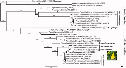 Figure 1. The maximum-likelihood (ML) tree based on 27 representatives of Rosoideae with the best-fit model (TVM + F + I + G4) and one outgroup taxon, Rosa multiflora (NC_039989). The bootstrap support value based on 1,000 replicates is shown at each node (photo credit: Seung-Chul Kim).