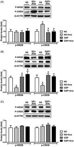 Figure 4. Effects of a single dose GSP 200 mg/kg on NR2B and CREB phosphorylation status on the 1st (A), 3rd (B) and 7th (C) day after anaesthesia. p-NR2B protein levels in the NS × 1 + Ane group significantly decreased on the 3rd day (B) after anaesthesia; p-CREB protein levels in anaesthesia group was significantly increased on the 1st day (A) after anaesthesia and significantly decreased on the 3rd day (B). All these changes were reserved after a single dose of GSP 200 mg/kg. Representative blots of each protein and statistical analysis of the relative protein expression are shown. Values are expressed as the mean ± SD (n = 3). *p< 0.05, compared to the NS × 1 group; #p < 0.05, compared to the NS × 1 + Ane group.