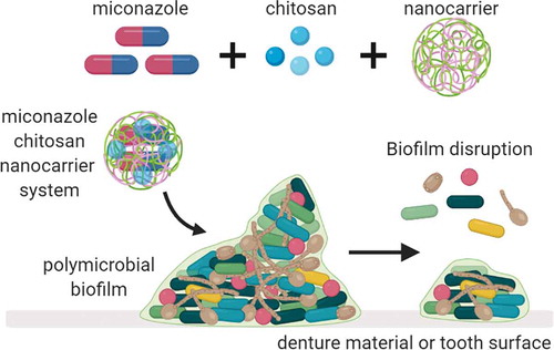 Figure 7. Graphical representation depicting the nanosystem effects on oral biofilms. The nanosystem used in this study was comprised of IONPs colloidal suspension, chitosan combined with miconazole (MCZ) and tested against three oral disease biofilm models; gingivitis, denture and dental caries.