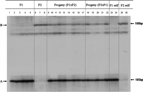 Fig. 3  Gel image of RGAP DNA markers A and B generated by P loop-F and GLPL1 primers (P1: parent C. uncinatum; P2: parent C. megalopetalum).