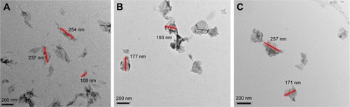 Figure 3 TEM images of GO (A), GPF (B), and GPF/DOX/VEGF-siRNA (C).Abbreviations: DOX, doxorubicin; GO, graphene oxide; GPF, GO-poly-l-lysine hydrobromide/folic acid; siRNA, small interfering RNA; TEM, transmission electron microscopy; VEGF, vascular endothelial growth factor.