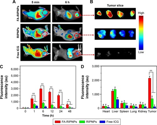 Figure 8 In vivo tumor-targeted fluorescence images and biodistribution.Notes: (A) Representative fluorescence images of U87 tumor-bearing mice after tail vein injection with free ICG, RIPNPs and FA-RIPNPs; and (B) corresponding tumor slices. The red dashed circles indicate the tumor region. (C) Quantitative in vivo analysis of the fluorescence signals of the tumor regions in free ICG-, RIPNP- and FA-RIPNP-treated mice as a function of injection time. *P<0.05, **P<0.01. (D) ICG fluorescence signals of tumor and major organs, including heart, liver, spleen, lungs and kidneys. **P<0.01.Abbreviations: RSV, resveratrol; ICG, indocyanine green; FA, folic acid; PLGA, poly(d,l-lactide-co-glycolide); NPs, nanoparticles; FA-RIPNPs, FA-RSV/ICG-PLGA-lipid NPs.