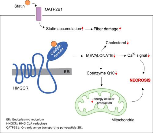 Figure 2 Potential mechanism underlying statin-induced rhabdomyolysis.