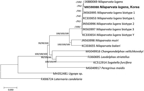Figure 1. Neighbor joining (bootstrap repeat: 10,000), minimum evolution (bootstrap repeat: 10,000), and maximum likelihood (bootstrap repeat: 1,000) phylogenetic trees of 14 Delphacidae and 1 Fulgoridae complete mitochondrial genomes, with seven species: Nilaparvata lugens (MK590088 in this study, JX880069, JN563995, KC333653, JN563996, JN563997, and KC333654), Nilaparvata muiri (JN563998), Nilaparvata bakeri (KC333655), Changeondelphax velitchkovskyi (MG049916), Laodelphax striatellus (FJ360695), Sogatella furcifera (KC512914), Peregrinus maidis (MG049917), Ugyops sp. (MH352481), and Laternaria Candelaria (FJ006724), as outgroup species. Phylogenetic tree was shown based on minimum evolution tree. The numbers above branches indicate bootstrap support values of neighbor joining, minimum evolution, and maximum likelihood phylogenetic trees, respectively.