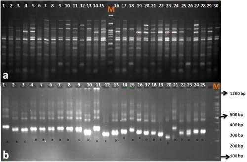 Figure 2. PCR amplification profile obtained with SRAP marker (Em2-Me1) (a) and SSR marker (GBCT-184) (b) in safflower genotypes. M: molecular size marker (Cinagen, Iran).