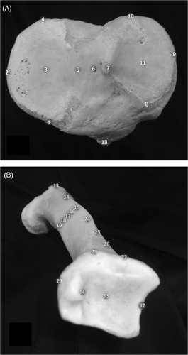 Figure 2. Digitized points of interest on the tibial plateau (A) and on the anterior and distal surfaces of the tibia (B). For further description, see the Materials and methods section.