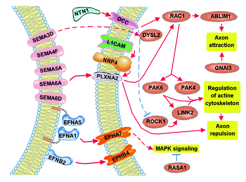 Figure 2. Targets of the axon guidance pathway likely altered in dyspraxia. The comparison of Figure 2 with Figure 1 denotes the possible importance of semaphorin signaling in the pathology of dyspraxia, while ephrin and netrin signaling are present too. As can be seen, the pathways lead to a favoring of axon repulsion through the PAK kinases and to axon attraction through RAC1; therefore, possible loss of balance between axon repulsion and axon attraction could be the result of deregulated expression of the semaphorin signaling.