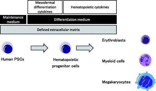 Figure 1. A principle for directed differentiation of human PSCs to hematopoietic cells. Human PSCs can be differentiated into hematopoietic progenitor cells by a defined monolayer condition. Hematopoietic progenitor cells are then committed to each hematopoietic lineage by optimizing the cytokine setting.
