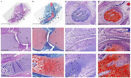 Figure 4. Sagittal histological section of KNJ and TMJ with hematoxylin–eosin and Safranin O-fast green staining on E45. The meniscus and articular eminence are clearly visible. The patella develops and begins to become cartilaginous. There is a concentrated zone of chondrocytes which develop into epiphyseal plates below the chondrocyte layer of the femur and tibia, and the cells are fusiform. The superior and inferior articular cavities of the TMJ have been formed. There is still fibrous tissue in the superior and inferior articular cavities. A–F. Histological analysis of KNJ; G–L. Histological analysis of TMJ. a. Femoral condyle; b. Tibial plateau; c. Patella; d. Patellar ligament; e. suprapatellar bursa; f. Meniscus; g. Eminence of medial joint; h. Soleus muscle; i. Popliteal muscle; j. Tibialis anterior muscle; k. Mineralized area; l. Growth plate; m. Eminence of lateral joint; n. Chondrocytes; o. Growth plate; p. Hypertrophic chondrocytes; q. Condyle; r. Temporal bone; s. Cartilage canal; t. Inferior articular cavity; u. Superior articular cavity; v. Articular disk; w. Round chondrocytes; x. Fusiform chondrocytes y. Hypertrophic chondrocytes.