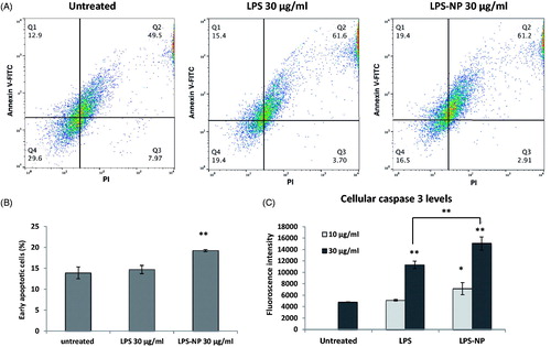 Figure 2. Comparison of the immunotherapeutic potentials of LPS and LPS-NP in tumor-splenocyte co-cultures. Apoptosis induction in C26-splenocyte co-culture treated overnight with LPS or LPS-NP investigated through A) flow cytometric analysis of Annexin V and PI-stained C26 cells (quadrants were set based on untreated C26 cells cultured without the splenocytes), B) the resulted percentage of early apoptosis cells, and C) quantification of caspase 3 levels within the cellular extracts.