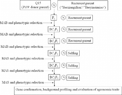 Figure 2. Crossing and selection scheme for the introgression of Pi39 by marker-assisted backcrossing in combination with phenotypic selection. Note: Marker-assisted backcross (MAB); marker-assisted selection (MAS).