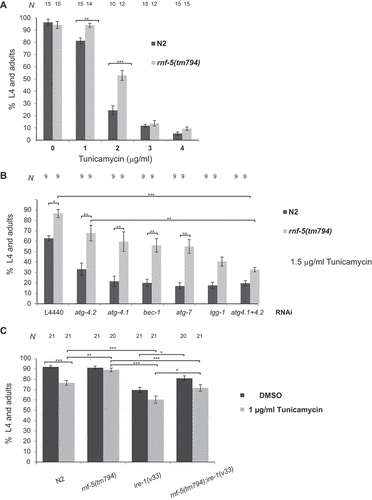 Figure 1. Inactivation of RNF-5 increases resistance to tunicamycin when autophagy is intact and partially rescues ire-1 mutant animals. (A) N2 (wild-type) and rnf-5(tm794) embryos were treated with the indicated concentrations of tunicamycin. L4 larvae and adult animals were counted after 72 h incubation at 20°C. The mean values and SEM are shown. p < 0.001(**), and p < 0.0001 (***) by t-test. (B) N2 and rnf-5(tm794) embryos were treated with 1.5 µg/ml tunicamycin on RNAi plates of the autophagy genes indicated. The mean values and SEM are shown. Statistical significance was calculated by one-way ANOVA F(13,76) = 22.19, P value < 0.0001, followed by Tukey’s multiple comparisons test p < 0.02 (*), p < 0.0005(**), and p < 0.0001 (***). (C) Double mutant rnf-5;ire-1 improves development under physiological conditions and ER stress when compared to single ire-1 mutant. N is the total number of plates analyzed (~150 embryos/plate) in 3–5 experiments. The mean values and SEM are shown. Statistical significance was calculated by one-way ANOVA F(7,157) = 22.79, P value < 0.0001, followed by Tukey’s multiple comparisons test p < 0.03 (*), p < 0.007(**), and p < 0.0001 (***)