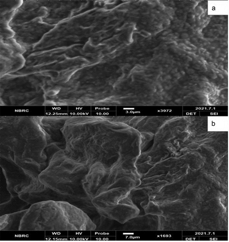 Figure 1. SEM images of (a) whey protein isolate based solid lipid microcapsules and (b) Gum Arabic based solid lipid microcapsules.