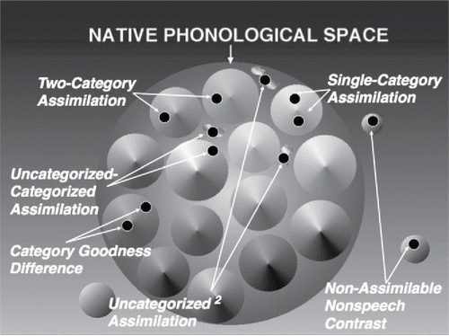 Figure 1. Schematic diagram of the Perceptual Assimilation Model (PAM; Best, Citation1995; Best & Tyler, Citation2007), illustrating an adult's native language phonological space, in which the conical “islands” represent native consonant categories that have been delineated and sharpened by experience with perceiving and producing native speech, and the major predicted patterns of perceptual assimilation of nonnative consonant contrasts to the native phonological system. Pairs of black circles represent nonnative consonant contrasts, with the various predicted contrast assimilation patterns indicated by arrows and labels.