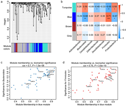 Figure 3. Correlation analysis of gut bacterial phyla and liver metabolites by WGCNA. (a) Metabolite modules obtained based on the 214 metabolites in the liver in LL, LKO, and AKO mice. (b) Heatmap presenting module–trait relationships based on the Pearson method. Each row corresponds to a module eigengene (ME) and each column to the abundance of a bacterial phylum. The corresponding correlation coefficient is displayed at the top of the cell, and corresponding P value for each module is displayed by the star. *: P < 0.05, **: P < 0.01, ***: P < 0.001. (c-d) The relationship between module membership (MM) in blue module and biomarker significance (BS) of Bacteroidota (c) and Firmicutes (d). The MM of a node represents the correlation between the node profile and the ME, and the BS of a node represents the correlation between the node profile and a given trait. The greater absolute value of the MM indicates the node is more highly representative of the module, and the greater absolute value of the BS represents the node is more biologically significant.