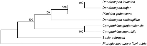Figure 1. The neighbour-joining (NJ) tree of 8 species was constructed based on the data set of 13 concatenated mitochondrial PCGs using MEGA 5 with 1000 bootstrap replicates. Sequence data used in this study are the following: Dendrocopos major (KT350609), Dendrocopos leucotos (KU131555), Picoides pubescens (KT119343), Campephilus imperialis (KU158198), Sasia ochracea (KT443919), Campephilus guatemalensis (KT443920), and Pteroglossus azara flavirostris (DQ780882).