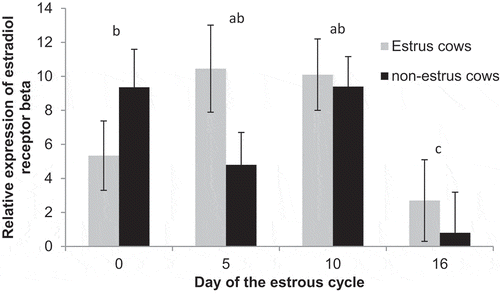 Figure 5. Relative expression of estrogen receptor beta on Days 0, 5, 10, and 16 of the estrous cycle for cows in the estrus and non-estrus groups. Days having different superscripts are different (acP < 0.03; bcP = 0.09).