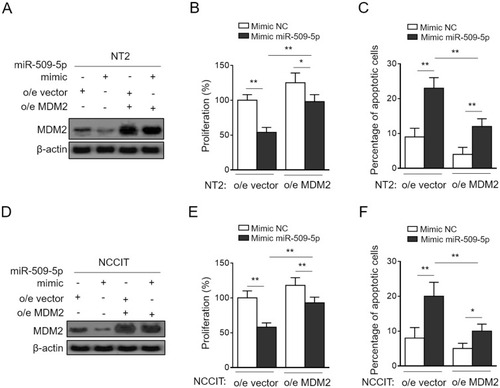 Figure 4 MDM2 restoration rescues miR-509-5p effects on testicular germ cell tumor cells. (A-C) NT2 cells were transfected with NC mimic or 100 nM miR-509-5p mimic in combination with pcDNA3.1-vector or pcDNA3.1-MDM2. (A) The protein level of MDM2 was determined by Western blotting analysis. (B) Cell proliferation was determined by CCK-8 method (n = 5). (C) Cell apoptosis was assessed by FACS analysis (n = 5). (D-F) NCCIT cells were treated as in (A). The protein level of MDM2 (D), cell proliferation (E), and cell apoptosis (F) were analyzed as in (A-C). Data are mean ± SD. *P < 0.05; **P < 0.01.