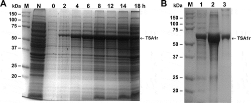 Figure 1. Expression of the recombinant TSA-1 in E. coli BL21 (DE3).A fermenter containing 10L 2xYT medium (supplemented with kanamycin 50 µg/mL) was inoculated with E. coli BL21 (DE3)/pET41TSA1. When the optical density (OD600) reached 0.6, the expression of the recombinant protein was induced with 1 mM IPTG (USB) at 30°C maintaining the OD at 30% saturation. A) SDS-PAGE analysis of the induction of rTSA-1 in a batch fermentation. Total cell extract before and after the addition of 1 mM IPTG (2-18h) and without IPTG (N). Molecular marker (M). B) The rTSA-1 expressed as inclusion bodies was purified under denaturing conditions by Ni2+ Affinity chromatography. SDS-PAGE analysis of the total cell extract (lane 1), solubilized inclusion bodies (lane 2) and purified rTSA-1 (lane 3).