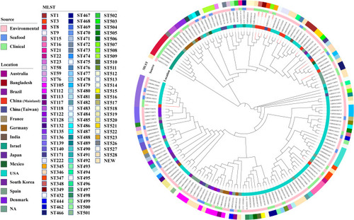 Figure 3 Core-genome-based phylogenetic tree of 163 VV isolates, including 6 isolates from this study and 157 strains downloaded from NCBI genome database. STs of the isolates is labelled in the outer ring. The source of all isolates is presented in the middle ring. The location of the isolates is colored in the inner ring. The number of isolates in the present study was colored in red.