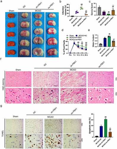 Figure 5. miR-141-3p regulated MCAO-induced brain injury and NSCs apoptosis via targeting PBX1 in vivo.