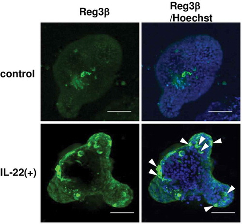 Figure 1. Induction of Reg3β protein in enteroids after IL-22 stimulation.Representative confocal images of immunohistochemistry (Reg3β, green; nucleus, blue) for enteroids treated in the absence of IL-22 (control) and the presence of 10 ng/mL IL-22 [(IL-22 (+)] for 24 h. White arrow heads indicate Reg3β-producing cells. Scale bar is 50 μm.