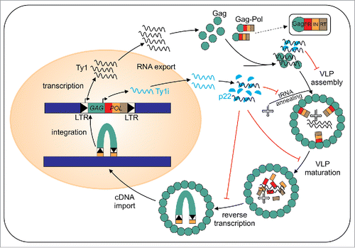 Figure 2. Ty1 replication cycle with the steps inhibited by p22/p18 highlighted. p22/p18 is shown in blue.