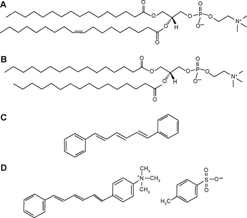 Figure 1 Structural formulas of the phospholipids and the fluorescent probes employed.Notes: Structural formulas of (A) 1-palmitoyl-2-oleoyl-sn-glycero-3-phosphocholine (POPC), (B) 1,2-dipalmitoyl-sn-glycero-3-phosphocholine (DPPC), (C) 1,6-diphenyl-1,3,5-hexatriene (DPH), and (D) (1-(4-trimethylammoniumphenyl)-6-phenyl-1,3,5-hexatriene p-toluenesulfonate) (TMA-DPH).