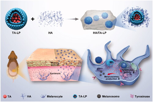 Scheme 1. Schematic illustration of the fabrication and application of HA/TA-LP.