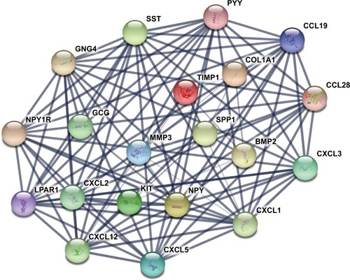 Figure 1 The protein–protein interaction network of top 20 hub genes.Notes: The proteins encoded by the selected hub genes form the complex network by biochemical events and/or electrostatic forces. They may serve a distinct biological function as a complex in colon cancer progression.