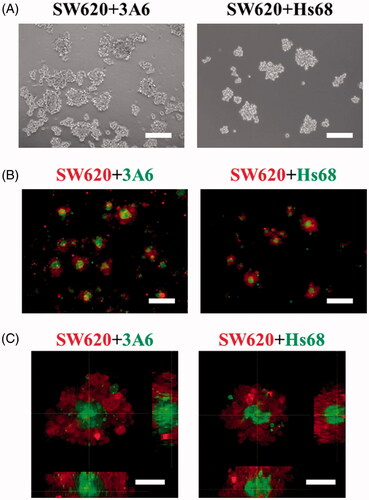 Figure 3. Cell distribution of coculture multicellular spheroids on chitosan for 3 d. (A) Optical images of cell spheroids. Scale bar = 200 um. (B) Inverted microscopic images of cell spheroids. Scale bar = 200 um. (C) Confocal microscopic images of cell spheroids. Scale bar = 50 um.