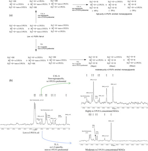 Scheme 3. (a) The rationale to design the process protocol to obtain high purity n-3 enriched monoacylglycerols from low n-3 PUFA oil by using non-regiospecific, non-n-3 PUFA preferential lipase. (b) The practical results of representative reactions as shown by spectra of 13C-NMR analysis (Adapted from He, Li, Kodali, Chen, et al. (Citation2017)).