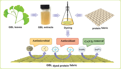 Figure 2. The preparation route and application of GBL dyed protein fabric.