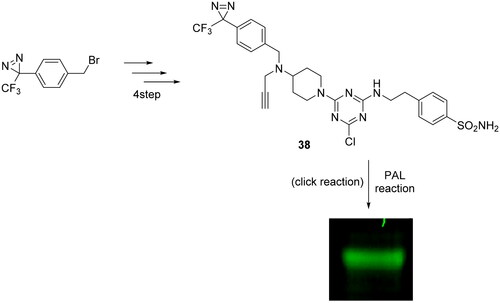 Scheme 12. Synthesis of compound 38 and photoaffinity labelling of recombinant CA IX.