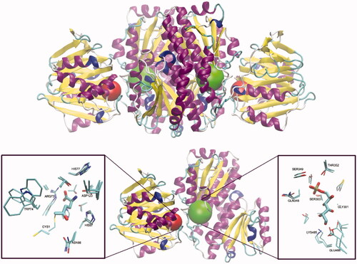 Figure 1. Molecular structure of GlcN-6-P synthase. Top – Structure of E. coli GFA dimer, with GAH and ISOM active centres indicated as red and green spheres, respectively. Based on the pdbid: 1jxa matrix. Bottom – a single subunit of GlcN-6-P synthase, with a detailed presentation of active centres’ crucial residues and 5-oxo-L-norleucine covalently bound to the Cys1 residue at GAH and Glc-6-P in an open ring form at ISOM. Side chains of residues present within the radius of 4.5 Å of both ligands are drawn as thin sticks and ligands as thicker sticks. Crucial residues of superimposed C. albicans (pdbid: 2poc) and H. sapiens (pdbid: 6r4f) GlcN-6-P synthases are shown, to visualise the cross-species conservation of both the structure and conformation of the crucial amino acid residues. The observed significant variations of Cys1, Trp74 and Glu488 confirmations are due to their conformational mobility during the catalytic act.