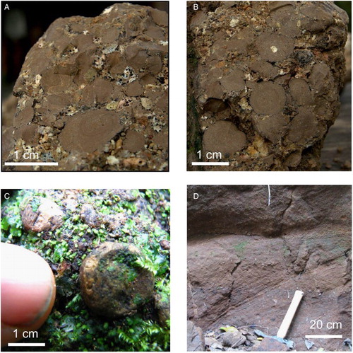 Figure 2. Accretionary lapilli from ‘Eua. A, Layered accretionary lapilli with coarse ash infill. B, Layered accretionary lapilli, some cored, with coarse ash infill. C, Rimmed accretionary lapillus. D, Rare cross-bed in host volcaniclastics.