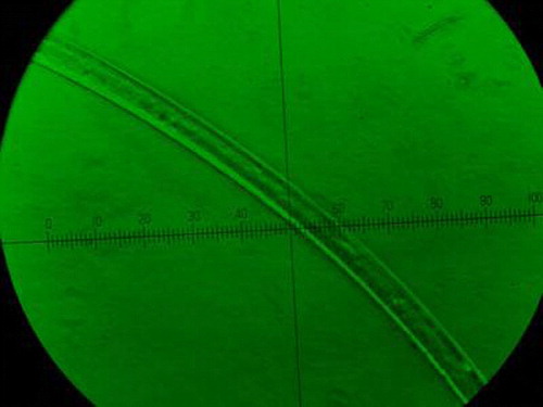 Figure 3.  Wet spinning fiber of gelatin/alginate seen under optical microscope (from draw ratio of 3.14).