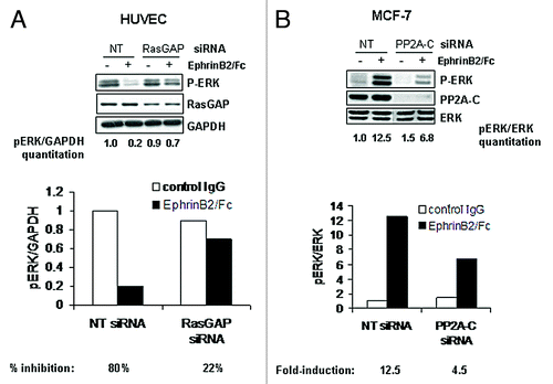Figure 5. EphB4 transduces a signal to ERK using different downstream effectors depending on the cell type. (A) HUVECs or (B) MCF7 cells were transfected with 40 nM non-targeted (NT), p120 RasGAP or PP2A siRNA and treated with or without clustered EphrinB2-Fc for 20 min. Protein samples were analyzed by immunoblot for P-ERK, p120RasGAP and PP2A with either GAPDH or ERK probed as a loading control. For (A), pERK was normalized against GAPDH and the ratio listed under each lane (normalized pERK value of NT siRNA transfected cells without the EphrinB2/Fc stimulation was arbitrarily set as 1.0). Percentage of inhibition of normalized pERK was then calculated for EphrinB2/Fc treatment in both NT or RasGAP siRNA transfected cells and shown as histogram. For (B), densitometry-based quantitation was performed for pERK (both bands) and total ERK (both bands) using ImageJ software (NIH). pERK readings were normalized against total ERK readings and the ratios are shown below each lane (normalized pERK value of NT siRNA transfected cells without the EphrinB2/Fc stimulation was arbitrarily set as 1.0). EphrinB2/Fc treatment-induced fold of induction in normalized pERK was calculated for both NT and PP2A-C siRNA transfected cells and the folds plotted in histogram.