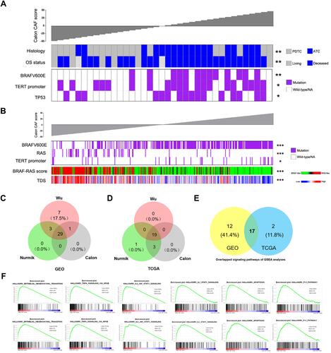 Figure 3 Correlations of the CAF score with genetic mutations and oncogenic signaling pathways based on the Calon CAF signature in thyroid cancer. (A) The DDTC patients from the GSE76039 cohort were ranked by histological subtypes, OS status, BRAFV600E mutation, TERT promoter mutation and TP53 mutation based on the CAF score. (B) The PTC patients from the TCGA cohort were ranked by BRAFV600E mutation, RAS mutation, TERT promoter mutation, BRAF-RAS score and thyroid differentiation score (TDS) based on the CAF score. (C–D) Venn diagrams showing overlapped analyses of tumor-associated signaling pathways in the high-CAF score patients of the three CAF signatures in DDTC patients from the combined GEO cohort (C) and PTC patients from the TCGA cohort (D). (E) Overlapped analyses of tumor-associated signaling pathways in (C) and (D). (F) Oncogenic signaling pathways associated with CAFs based on the Calon signature in the GEO DDTC cohort (up) and the TCGA PTC cohort (down). *p<0.05, **p<0.01, ***p<0.001.