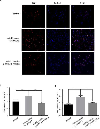 Figure 11 Co-transfection of PPAR-α expression vector and miR-21 mimics into cells, the effect on cell proliferation (A) Cell proliferation was detected by MTT assay. n = 3 per group. (B and C) Cell proliferation was detected by EdU assay. **P<0.01, ***P<0.001, ****P<0.0001.