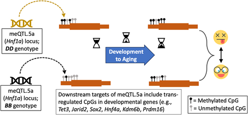 Figure 1. Graphical summary. Genetic variation in the trans-meQTL hotspot, meQTL.5a (black and pale-brown represent the genotype variants of meQTL.5a), influences CpG methylation at multiple developmental genes. DD in meQTL.5a is associated with higher methylation in the downstream targets. As these CpGs also gain methylation with aging, the DD genotype has a more “aged methylome.” The variation in methylation could contribute to genotype-dependent variation in lifespan. (Emojis downloaded from https://dryicons.com).