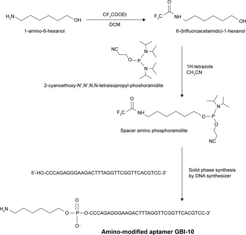 Figure 1 The synthetic routes of amino-modified GBI-10 aptamer.