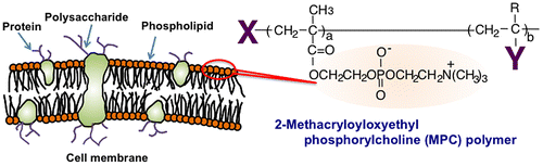 Figure 1. Cell membrane-inspired molecular design and chemical structure of MPC polymer.