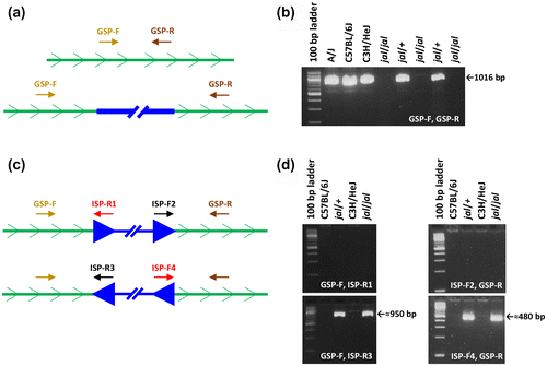 Figure 2. Scanning the Gata3jal allele for an integrated intracisternal A particle (IAP) element. (a) Annealing sites for a gene-specific primer (GSP) pair, one in the forward and one in the reverse orientation, are shown within an intron of the Gata3 gene (represented by a green line with the sense orientation indicated). In the top diagram, the GSP are close enough together to yield a PCR product of the wild-type length. In the bottom diagram, an IAP (represented by a thick blue line) has integrated between the primer-annealing sites, moving the GSP pair so far apart that no product is generated in the PCR. (b) One GSP pair, designated GSP-F and GSP-R (sequences given in Figure 3), produced a 1,016 bp amplimer from wild-type DNA templates, but no products from jal/jal mutant DNA templates, as expected if an IAP integration occurred between the primer-annealing sites. (c) Here an intron with an IAP insertion is depicted in each of the two possible orientations, sense (top diagram) or antisense (bottom diagram), with respect to the Gata3 gene. If the IAP is integrated in the sense orientation, GSP-F should yield a PCR product with IAP-specific primer (ISP) -R1, and GSP-R should yield a product with ISP-F2. If the IAP is integrated in the antisense orientation, GSP-F should yield a PCR product with ISP-R3, and GSP-R should yield a product with ISP-F4. (d) GSP-F yielded a 959 bp product from jal templates with ISP-R3 but none with ISP-R1. GSP-R yielded a 486 bp product from jal templates with ISP-F4 but none with ISP-F2. Therefore, the IAP integrated in Intron 3–4 in the Gata3jal allele is in the antisense orientation with respect to the gene.