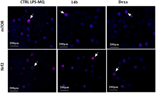 Figure 3. Expression of mTOR and Nrf2 protein in LPS-macrophage cells by Immunofluorescence assay.