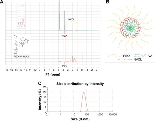 Figure 2 Structural features of the micelles constructed by the tri-block polymer PEO-VA-NVCL. (A) 1H-NMR of the polymer dispersed in D2O (upper) and dissolved in CDCl3 (lower). (B) Schematic diagram of the polymer micelles. (C) Particle size of the polymer micelles measured by DLS.Abbreviations: d, diameter; DLS, dynamic light scattering; 1H-NMR, hydrogen-nuclear magnetic resonance; NVCL, N-vinyl-caprolactam; PEO, polyoxyethylene; PEO-VA-NVCL, polyoxyethylene/vinyl acetate/N-vinyl-caprolactam; VA, vinyl acetate.