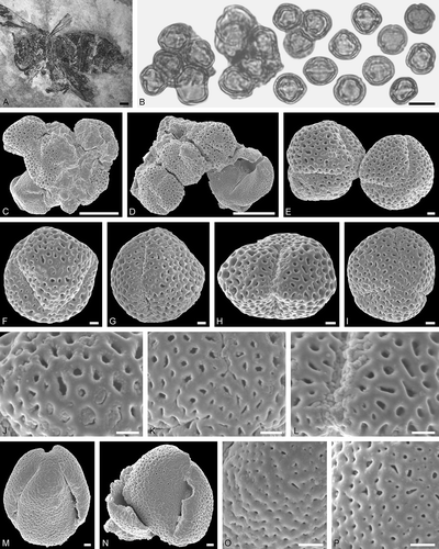 Figure 12. Electrapis micheneri Wappler et Engel from Eckfeld and associated pollen grains. A. Female (worker caste) PE 2000/852a,b.LS. B. LM micrograph. C‒P. SEM micrographs. B. Groups with Eudicot ord., fam., gen. et sp. indet. 4 and Eudicot ord., fam., gen. et sp. indet. 5 pollen grains (left), and pollen of Eudicot ord., fam., gen. et sp. indet. 4 in equatorial and polar view (right). C‒E. Clumps with Eudicot ord., fam., gen. et sp. indet. 4 pollen grains. F‒H. Eudicot ord., fam., gen. et sp. indet. 4 pollen grains in equatorial view. I. Eudicot ord., fam., gen. et sp. indet. 4 pollen in polar view. J‒L. Eudicot ord., fam., gen. et sp. indet. 4, detail of tectum surface. M, N. Eudicot ord., fam., gen. et sp. indet. 5 pollen grains in equatorial view. O, P. Eudicot ord., fam., gen. et sp. indet. 5, detail of tectum surface. Scale bars – 1 mm (A), 10 µm (B‒D), 1 µm (E‒P).