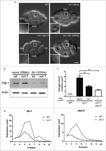 Figure 2. ncl-1 is an upstream translational suppressor of fib-1 and dao-5. The amount of FIB-1 and DAO-5 present can be correlated with the size and function of the nucleolus. (A) Comparison of nucleolar size in embryos of various genetic backgrounds at the 4–cell stage. The nucleolus of ABp cell is highlighted and magnified in the insets. Scale bar, 20 μm. (B) Western blot analysis shows the amount of fibrillarin (FIB-1), which is correlated with the nucleolar size shown in (A). Actin serves as the loading control. (C) Quantitative representation of the nucleolar size from (A). Figures (A–C) are partially adapted and modified from Yi et al., (2015)Citation23 with permission of PLoS Genetics. (D) Total RNAs were extracted from embryos of wild-type (N2) and ncl-1 mutants and fractionated by centrifugation in a sucrose gradient for polysome profile analysis. The amounts of fib-1 and dao-5 mRNA in each fraction were then determined by RT-qPCR and indicated by solid line (N2) or dotted line (ncl-1). The ribosome fractions from low to high sucrose gradients are indicated from left to right, representing a transition from monosomes to polysomes.