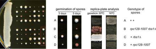 FIG 4 Synthetic negative growth defect of the double rpc128-1007 rbs1Δ mutant. Sporulation of diploids generated by the cross MB159-2C rbs1Δ × MJ15-9C rpc128-1007 was followed by dissection of tetrads. The growth of spores was monitored after 3 days and 5 days (left panel). Genetic analysis of all tetrads was performed by transferring all individual spores a to YPD master plate which was grown for 2 days and replicated to test the genetic phenotypes of Geneticin resistance and cold sensitivity (growth at 16°C). Genetic analysis of one selected tetrad is presented in the right panel.